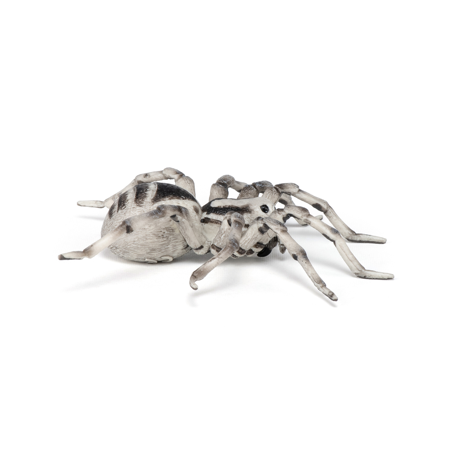 TARANTULE