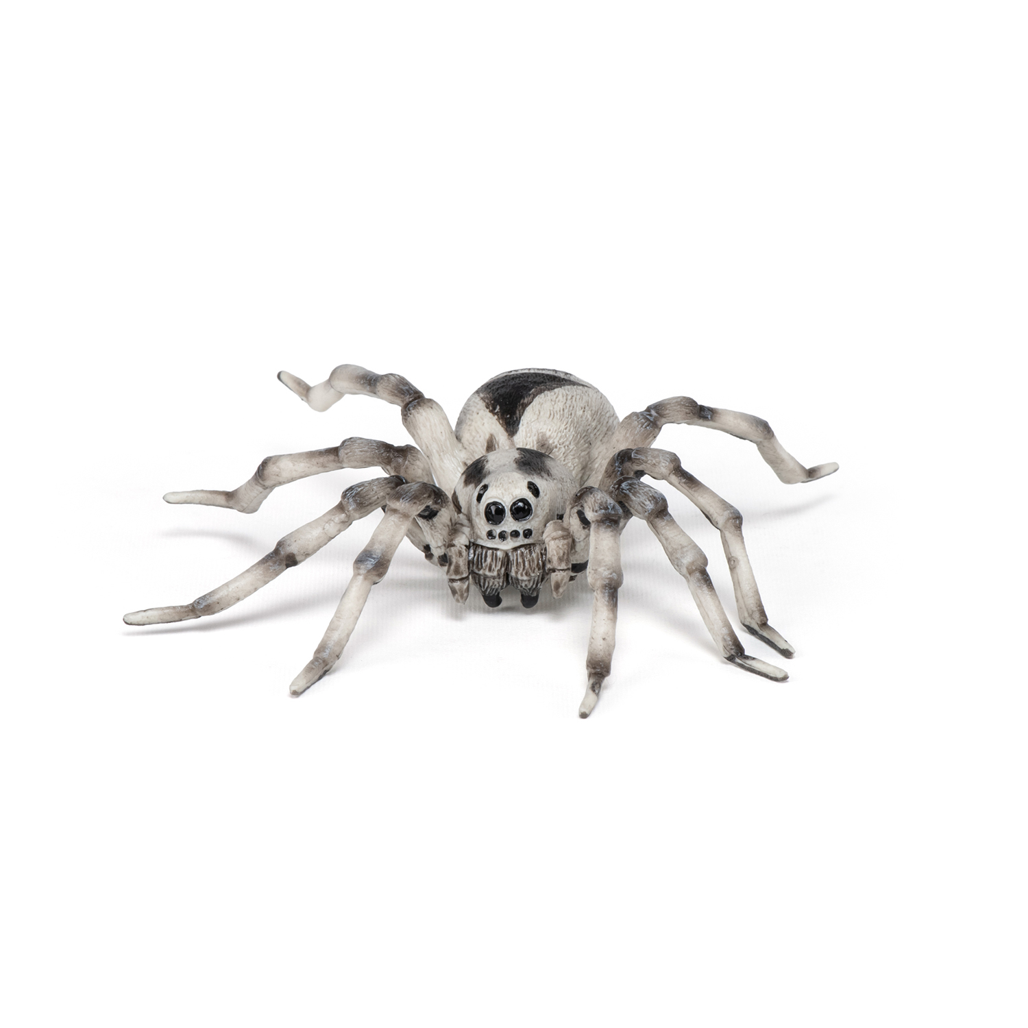 TARANTULE