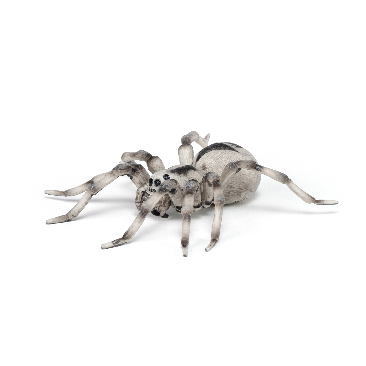 TARANTULE
