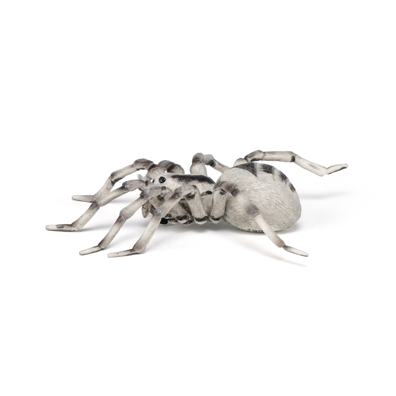 TARANTULE