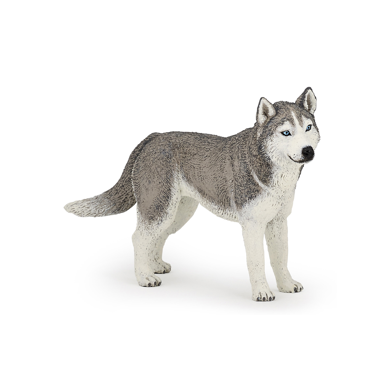 HUSKY SIBIŘSKÝ