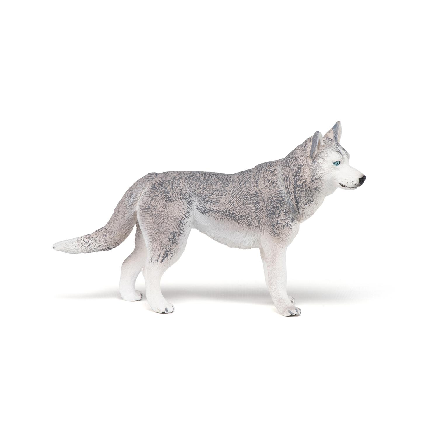 HUSKY SIBIŘSKÝ