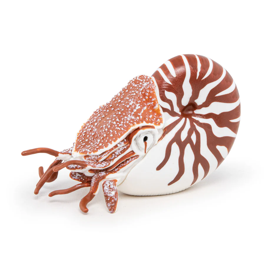 Nautilus