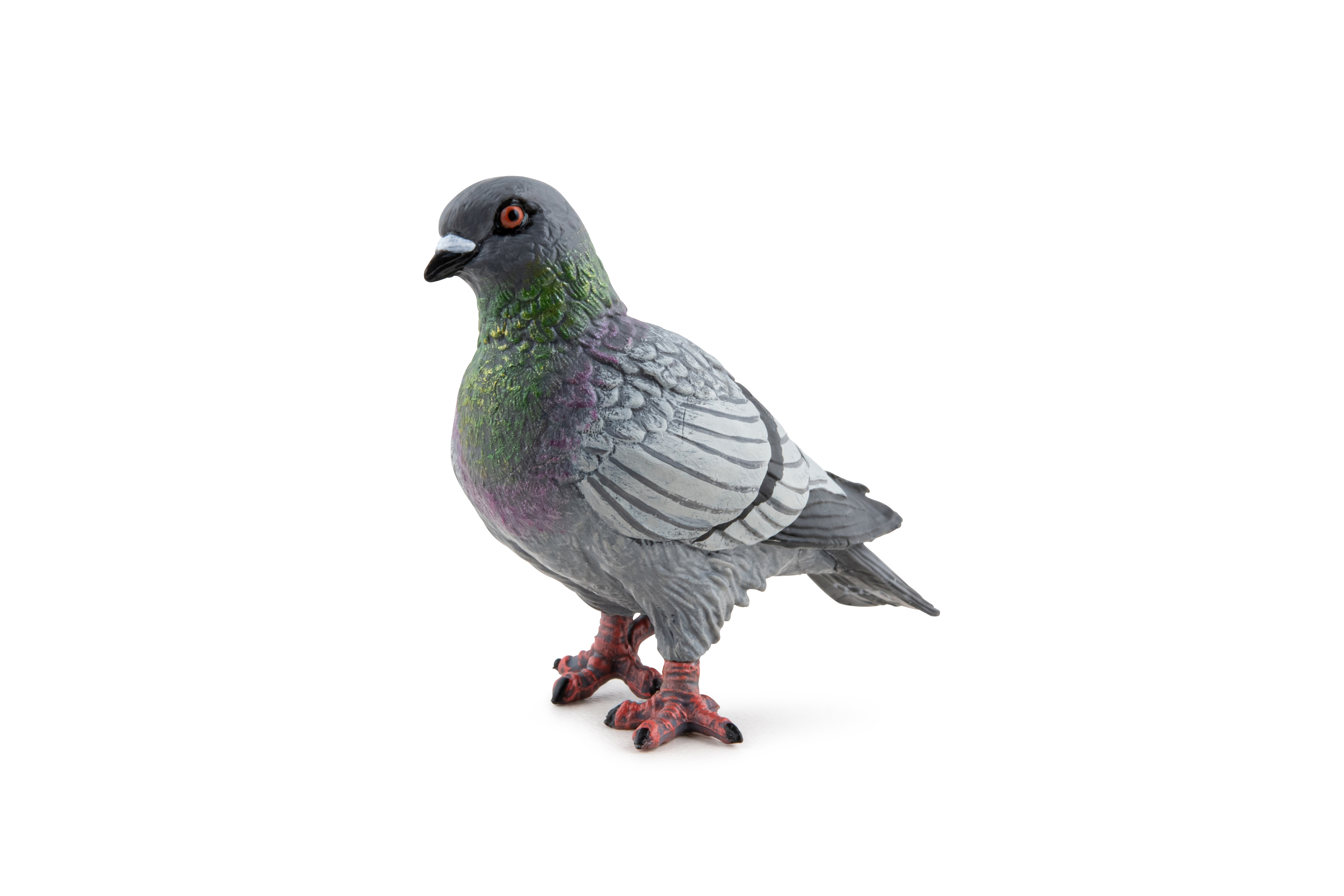 Piegon