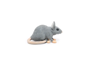 MYŠ DOMÁCÍ