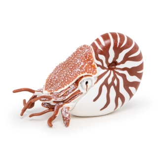 Nautilus